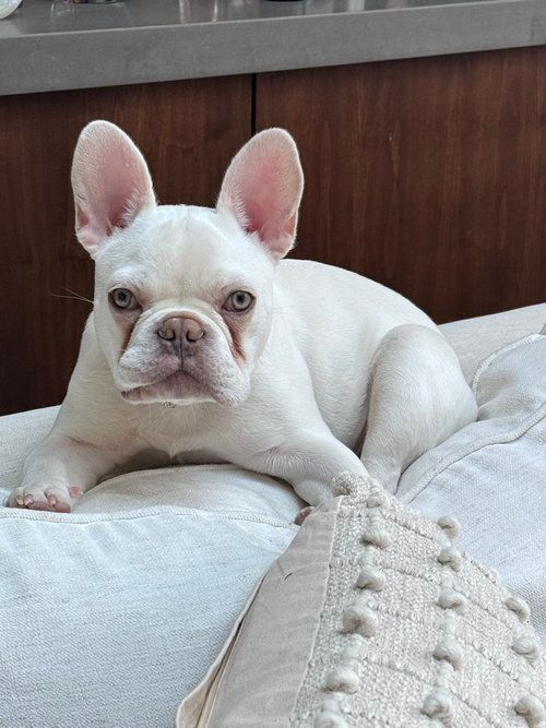 image of archie the french bulldog puppy
