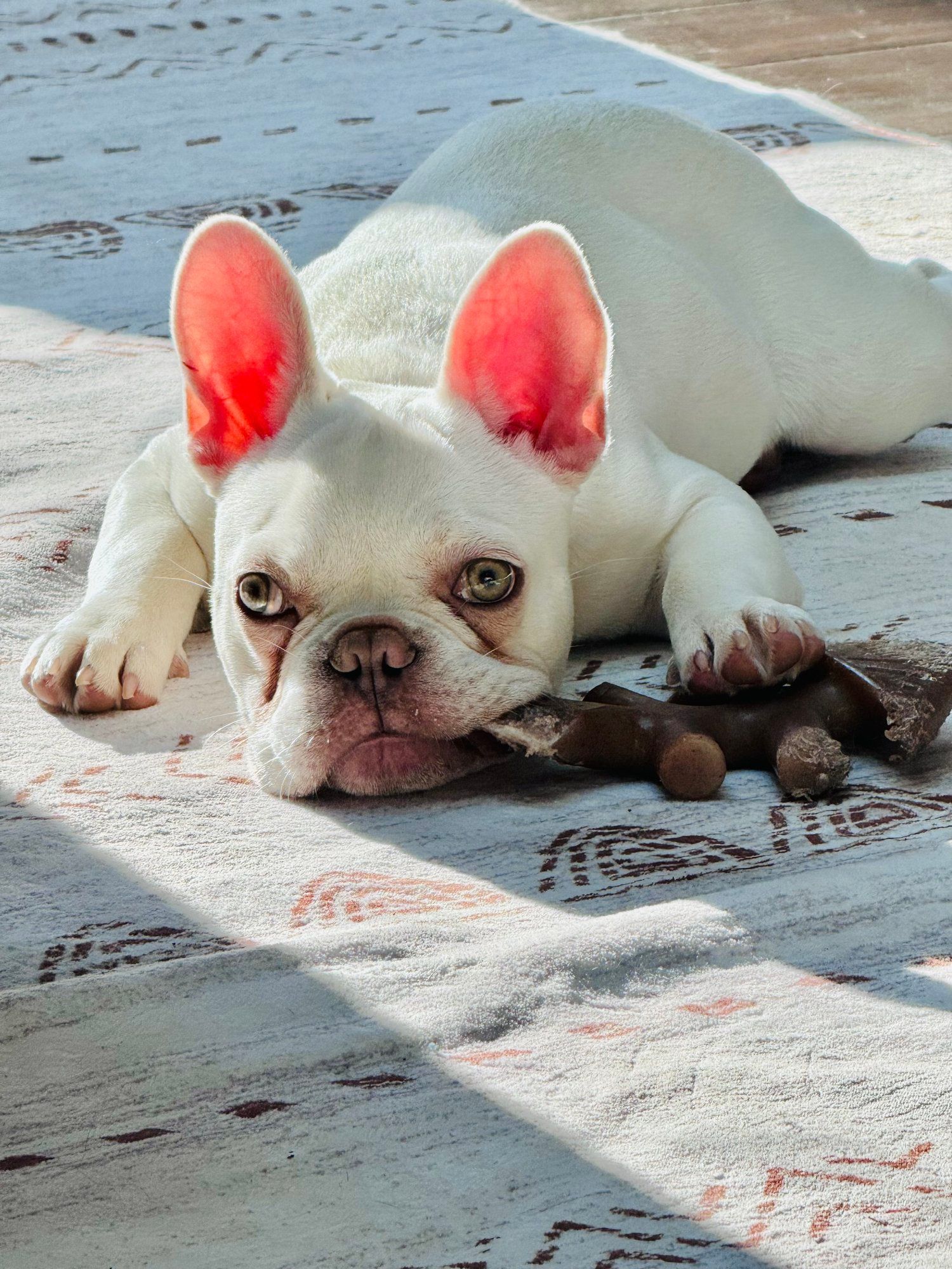 image of archie the french bulldog puppy