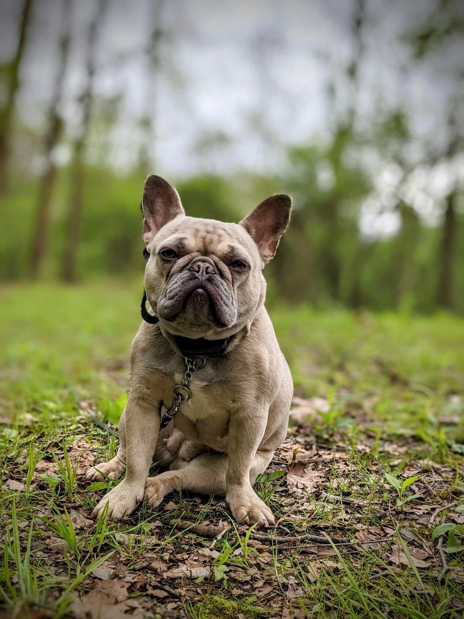 Farmhouse Frenchies Fawn French Bulldog Mom