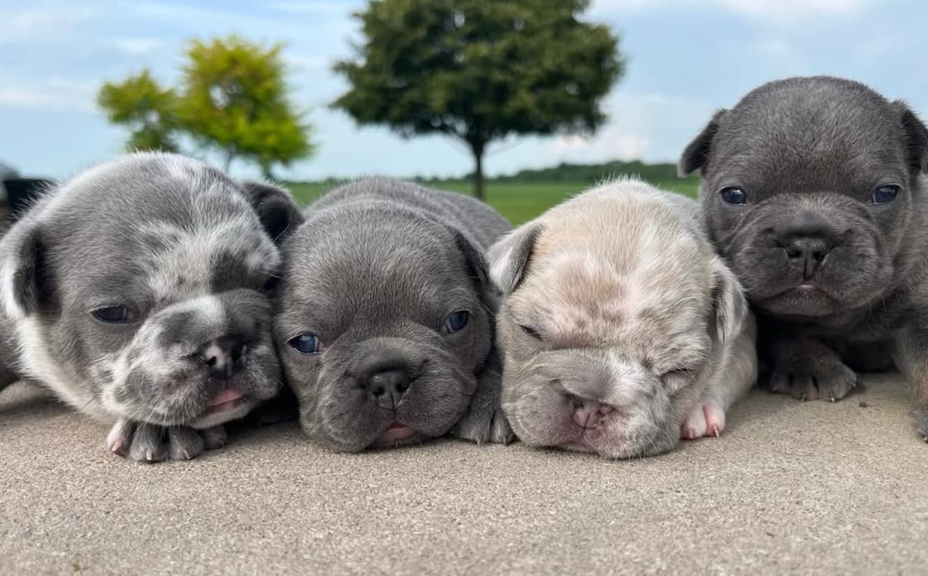 Preparing Your Home for a New French Bulldog Puppy Farmhouse Frenchies Columbus Ohio