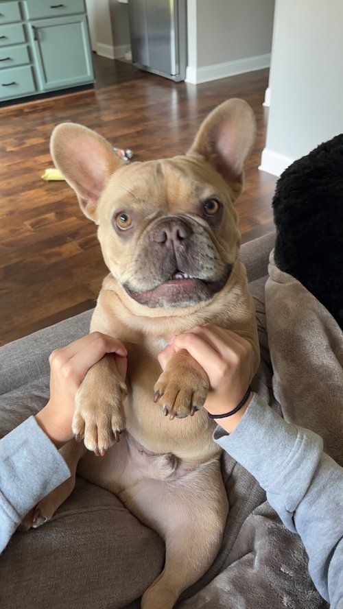 Image of Cooper the French Bulldog Puppy