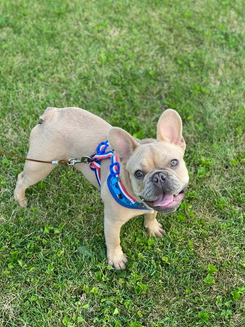 Image of Cooper the French Bulldog Puppy