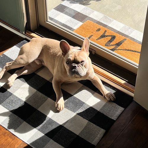 Image of Cooper the French Bulldog Puppy