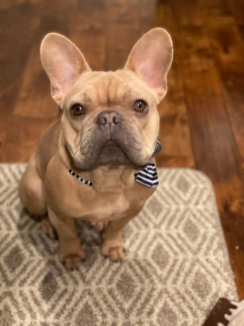 Image of Cooper the French Bulldog Puppy