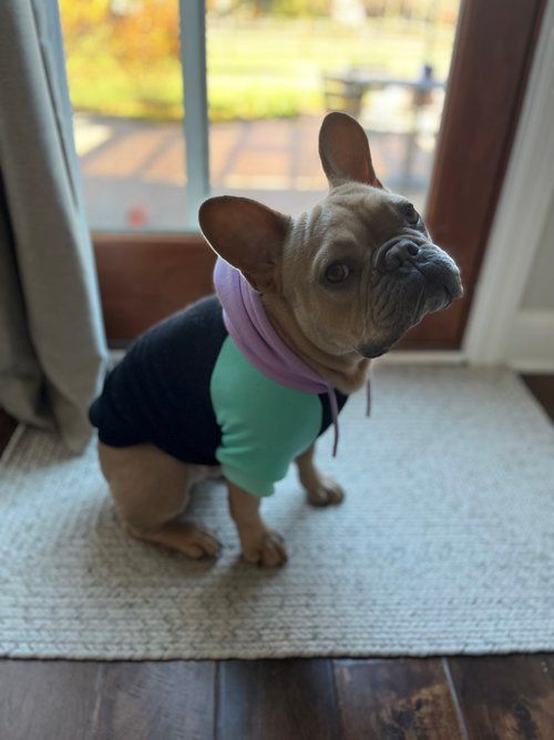 Image of Cooper the French Bulldog Puppy