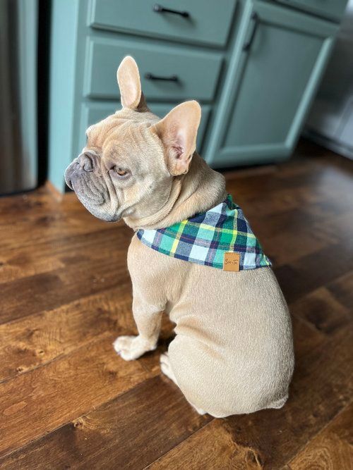 Image of Cooper the French Bulldog Puppy