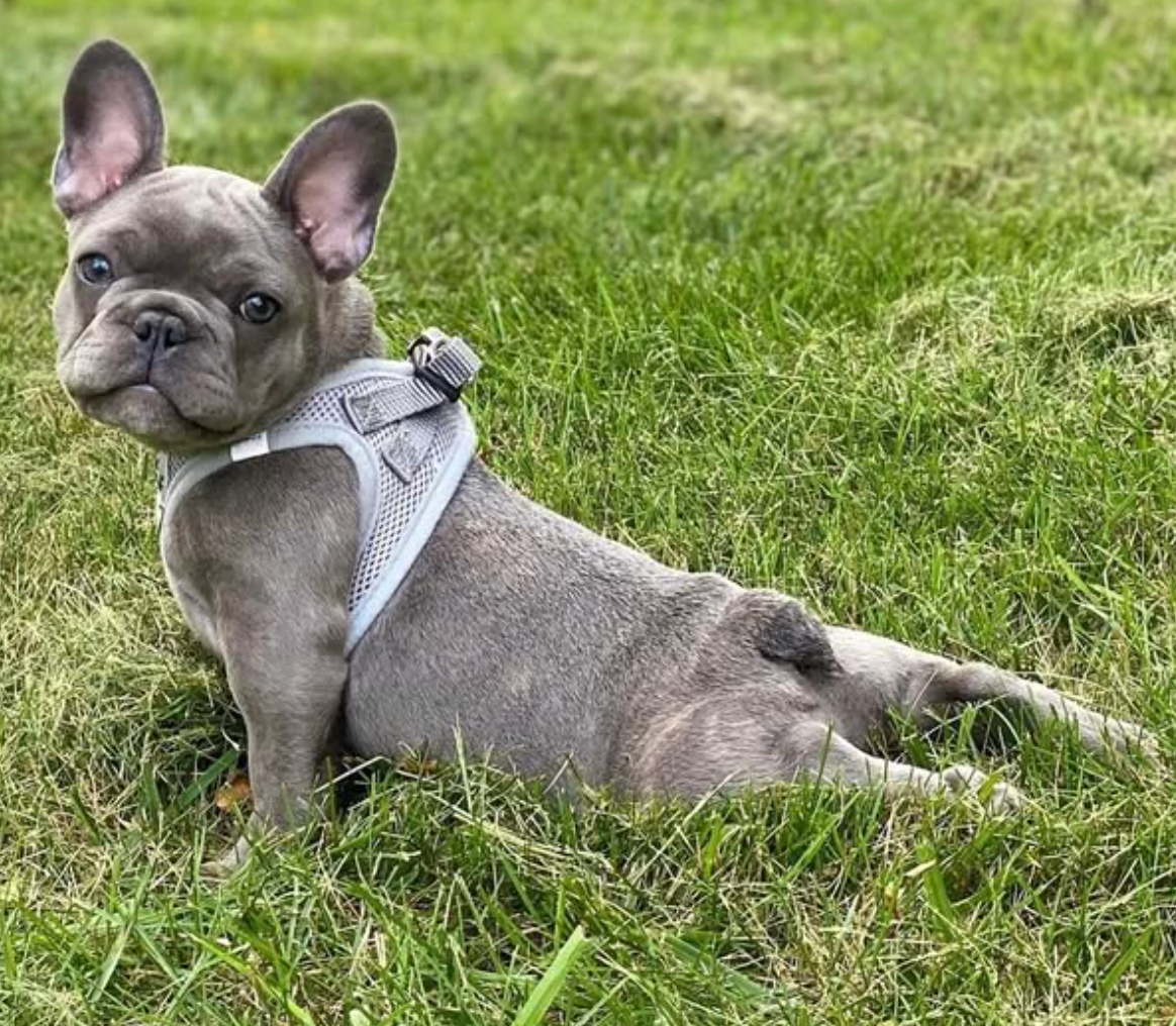 French Bulldog puppy stretching on a lawn