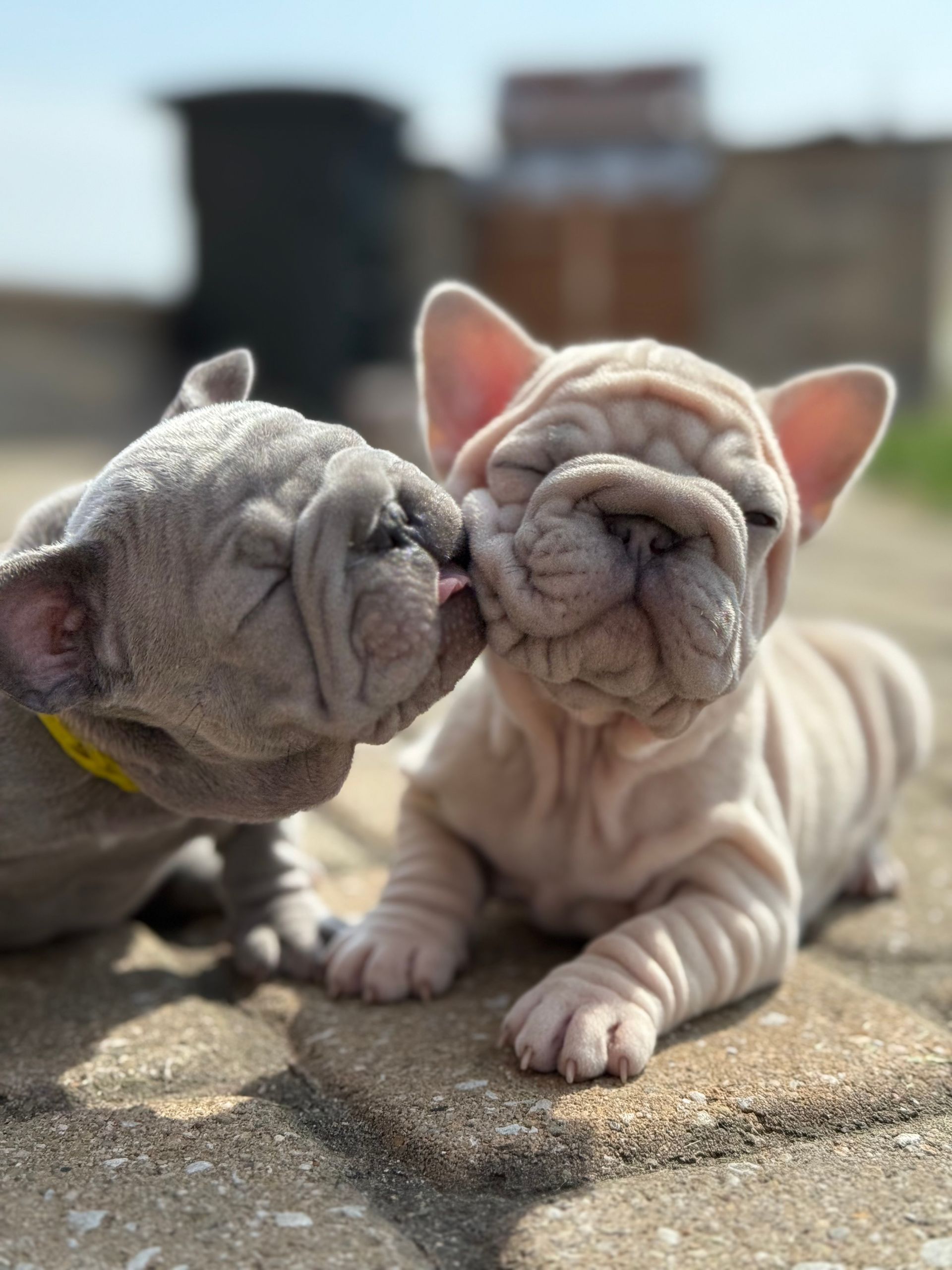 Click to read blog post: New French Bulldog Puppies at Farmhouse Frenchies – Meet the Cutest Crew in