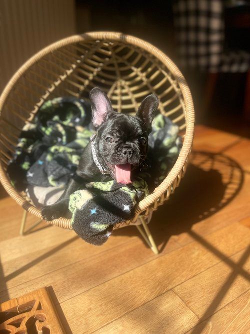 Image of Jovie the french bulldog puppy