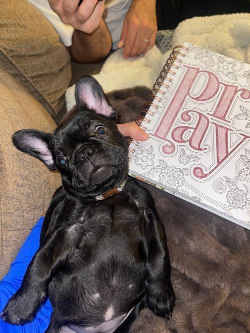 Image of Jovie the french bulldog puppy