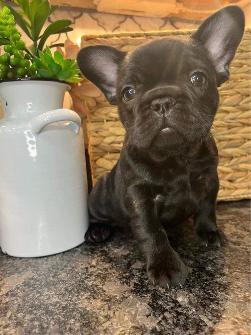 Image of Jovie the french bulldog puppy