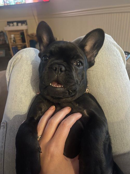 Image of Jovie the french bulldog puppy