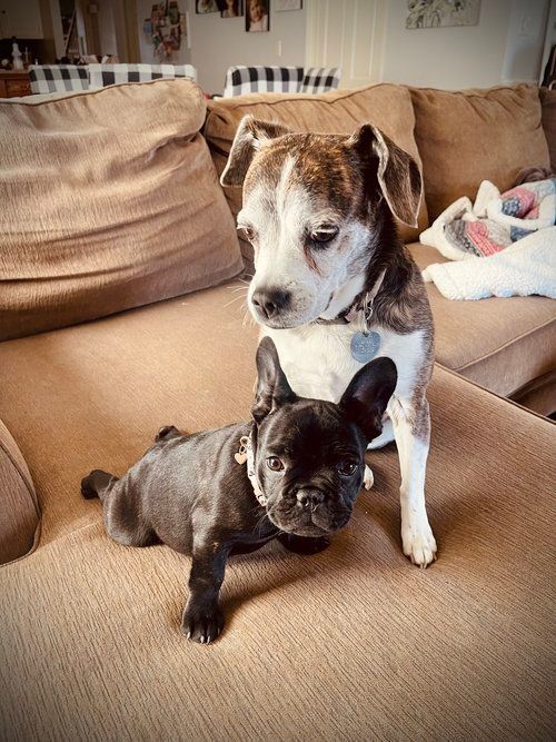 Image of Jovie the french bulldog puppy