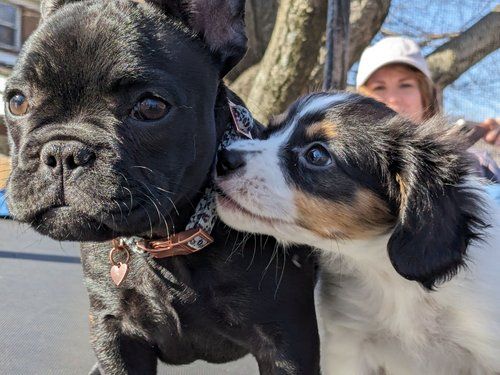 Image of Jovie the french bulldog puppy