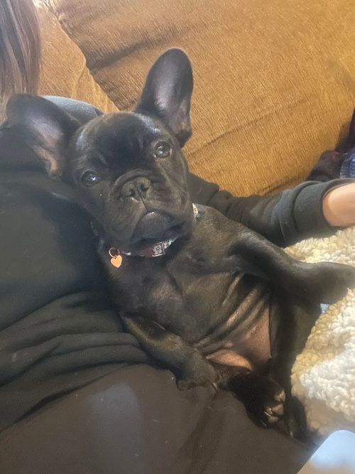 Image of Jovie the french bulldog puppy