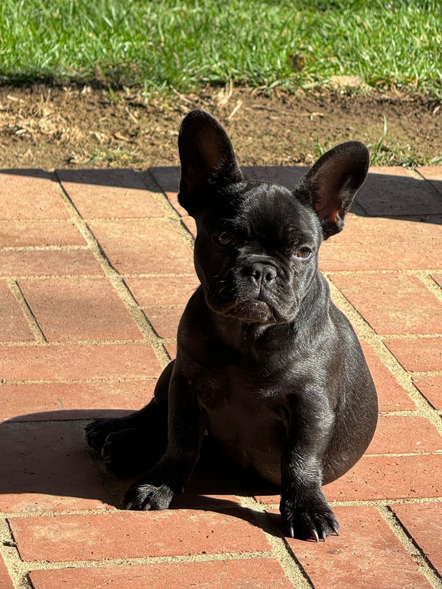 Image of Jovie the french bulldog puppy