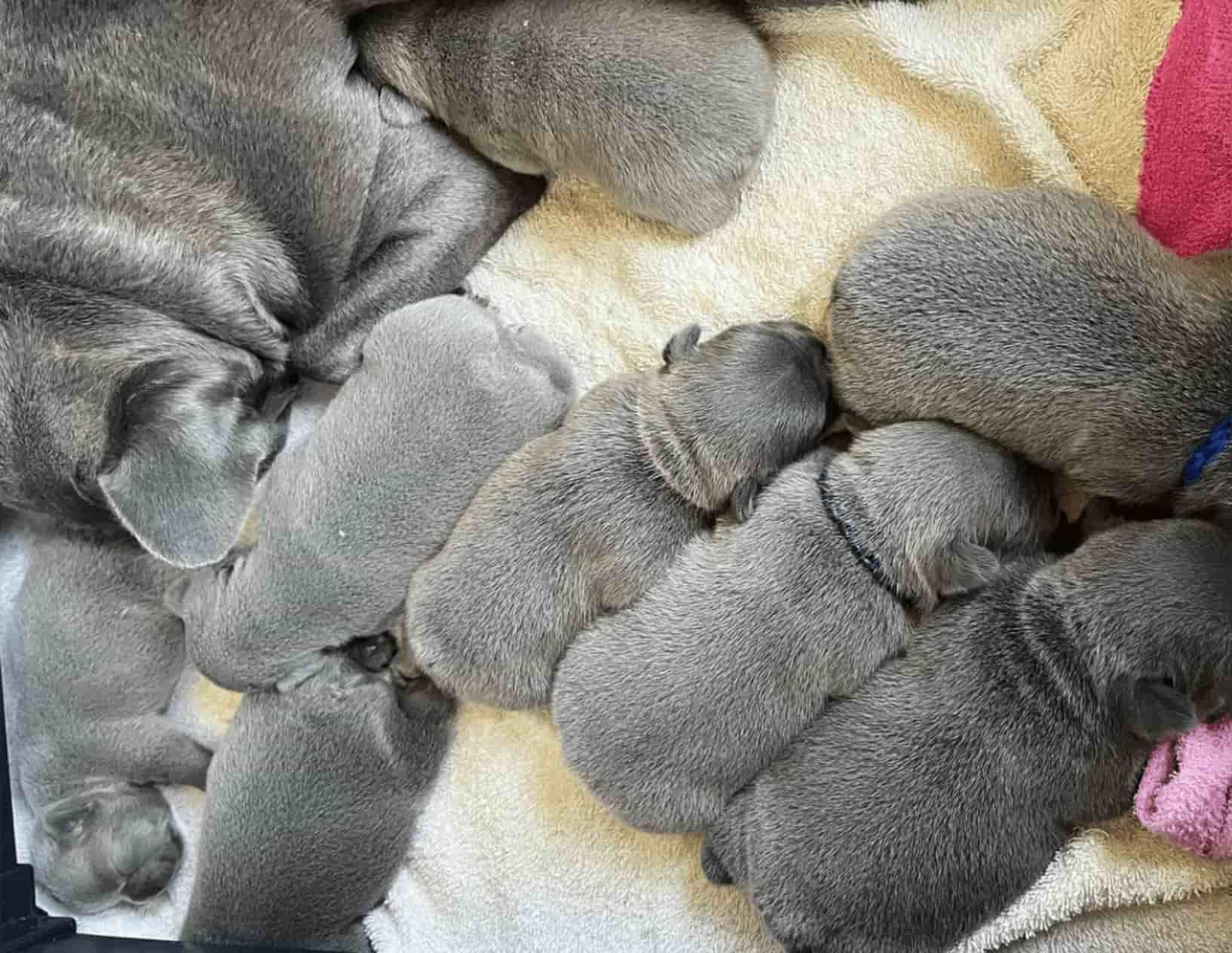 How to Spot a Responsible French Bulldog Breeder Columbus Ohio