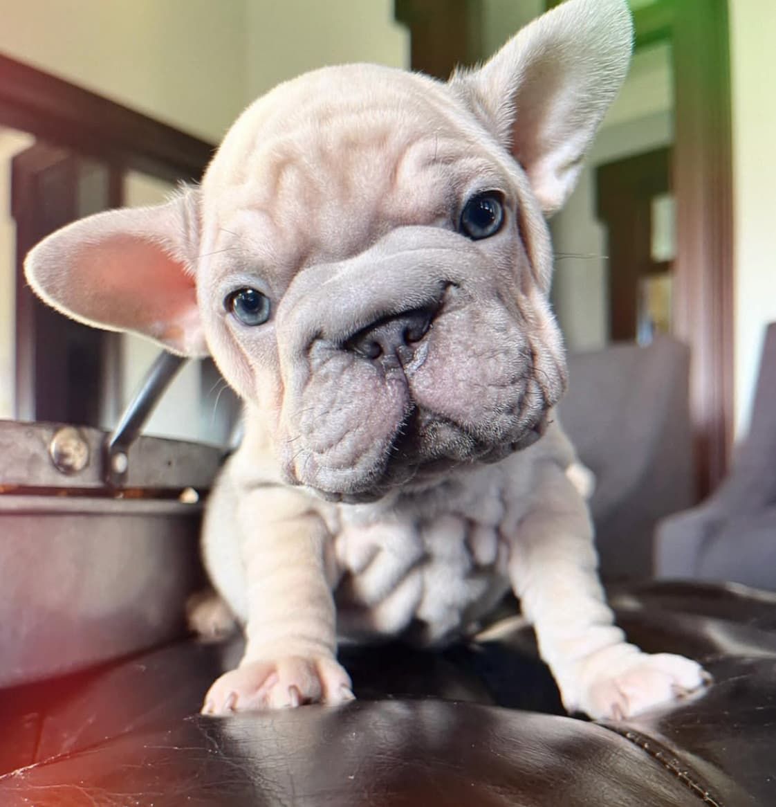 Image of litter of french bulldog puppies