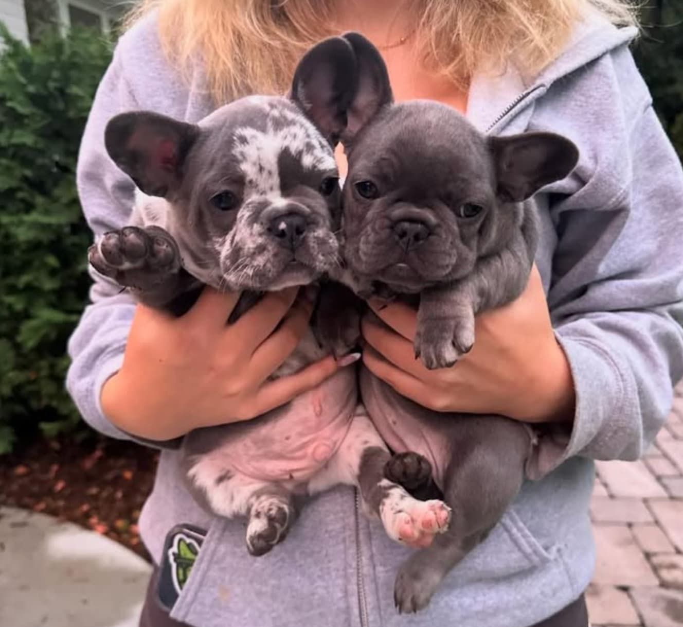 image of two french bulldog puppies