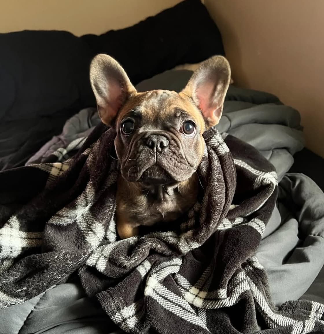 image of brindle french bulldog puppy