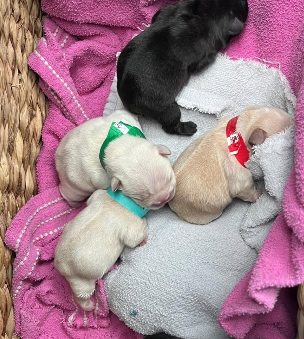 image of litter of french bulldog puppies