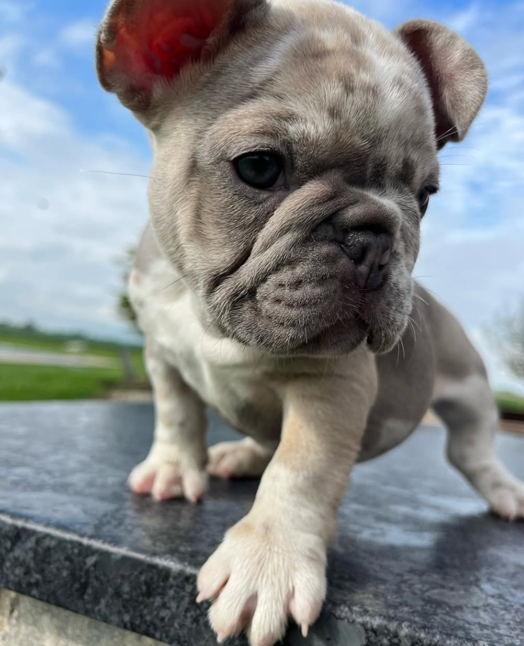 Farmhouse Frenchies Merle French Bulldog Puppy