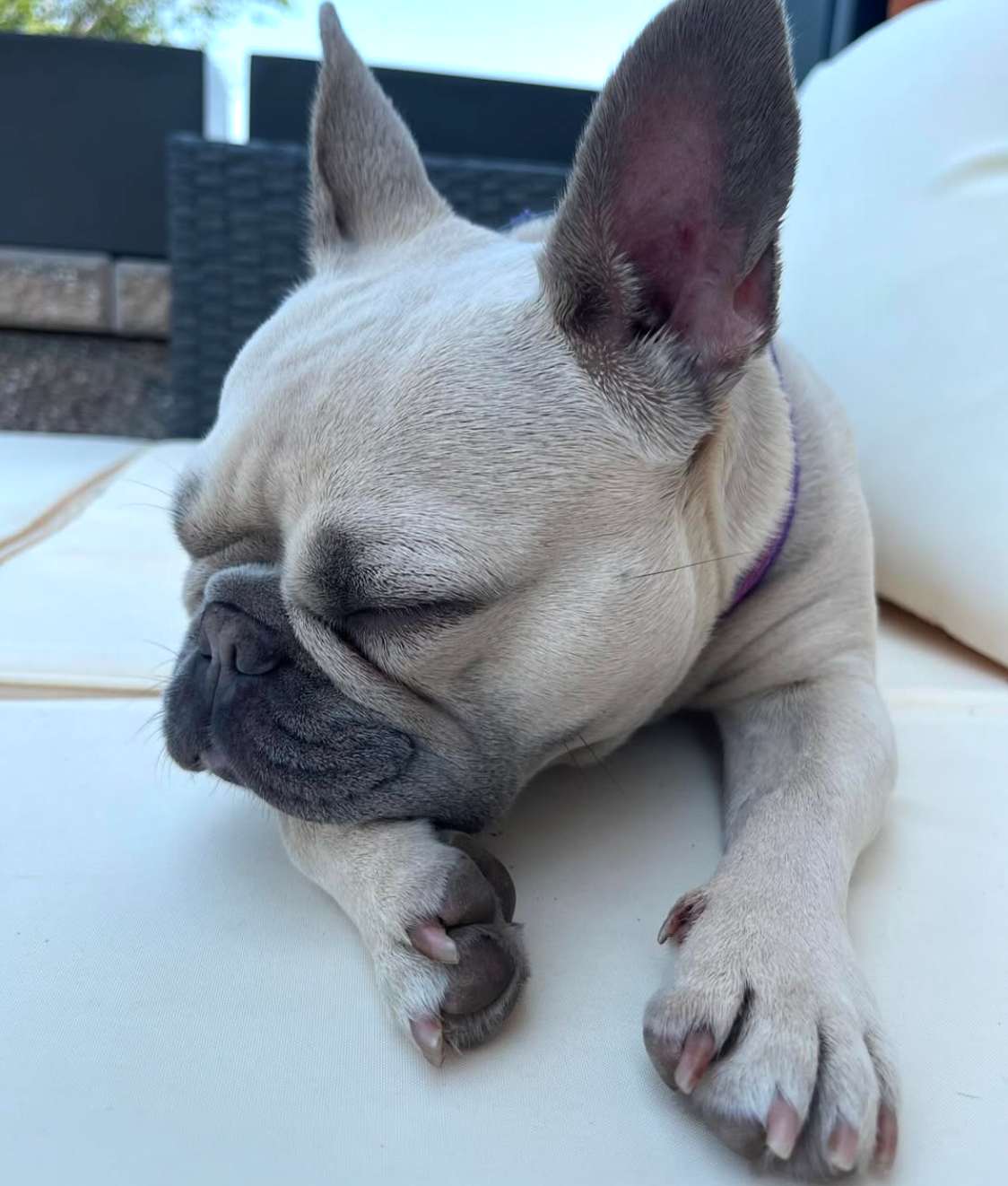 Farmhouse Frenchies Fawn French Bulldog Puppy