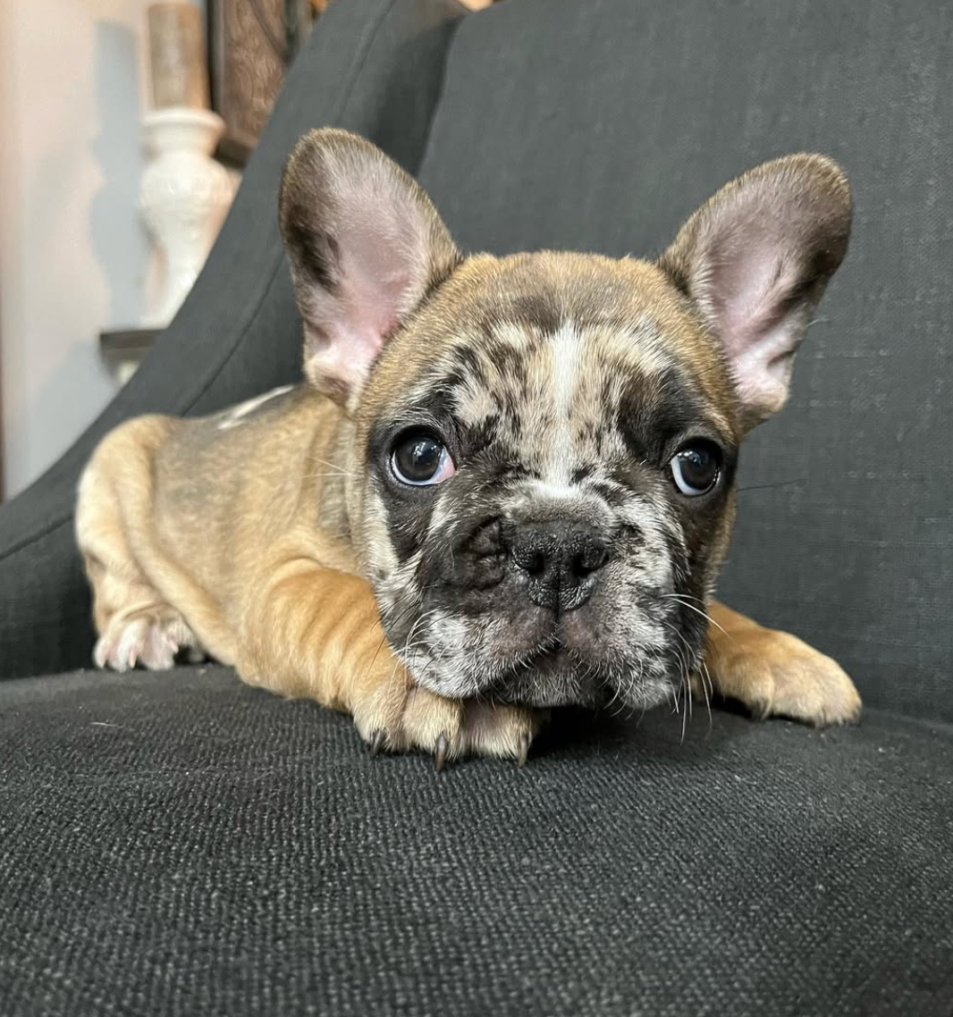 Farmhouse Frenchies Merle French Bulldog Puppy