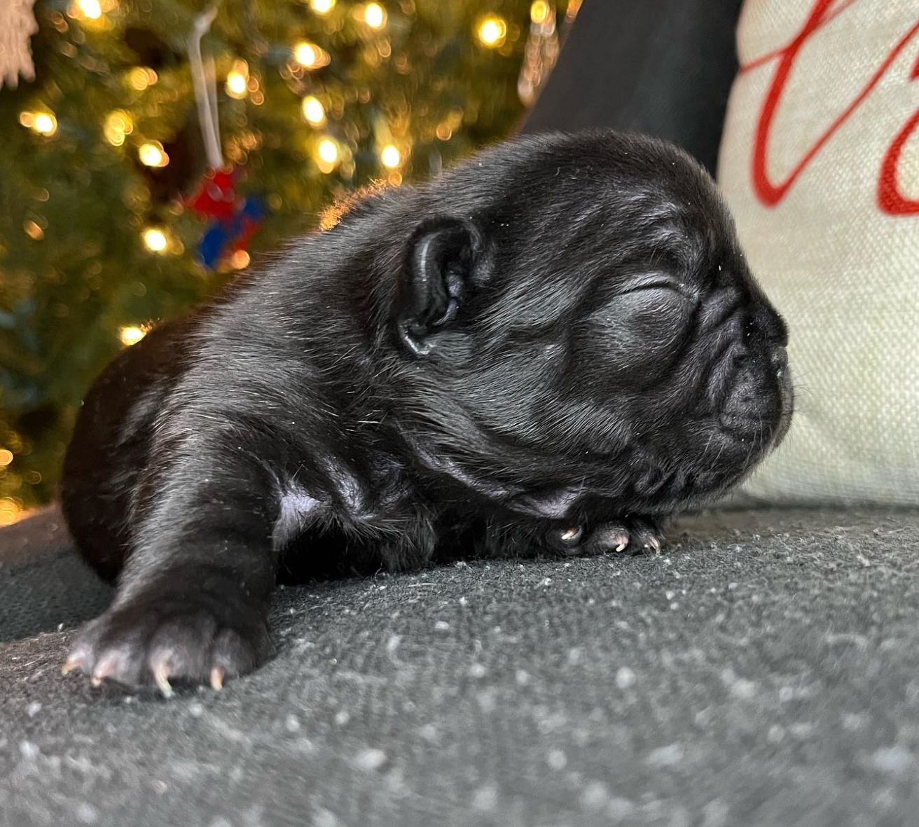 image of black french bulldog puppy