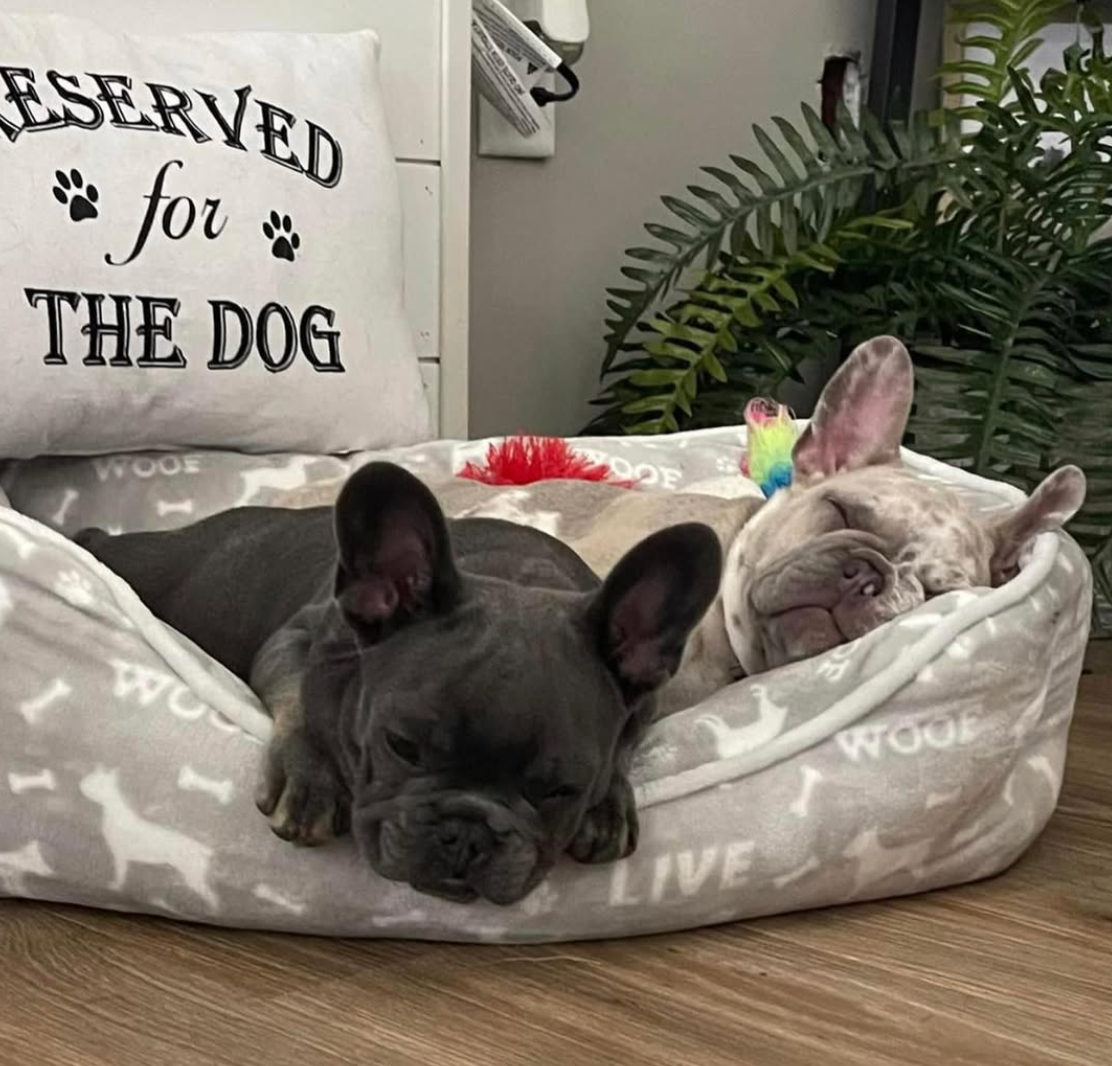 image of two adult french bulldogs