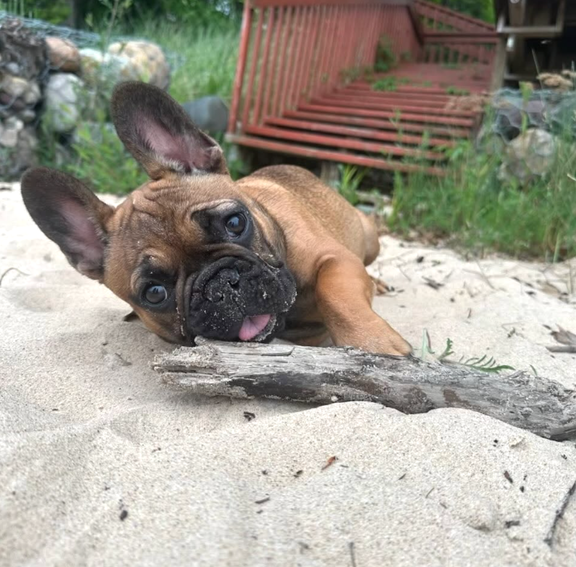 French Bulldog Puppy