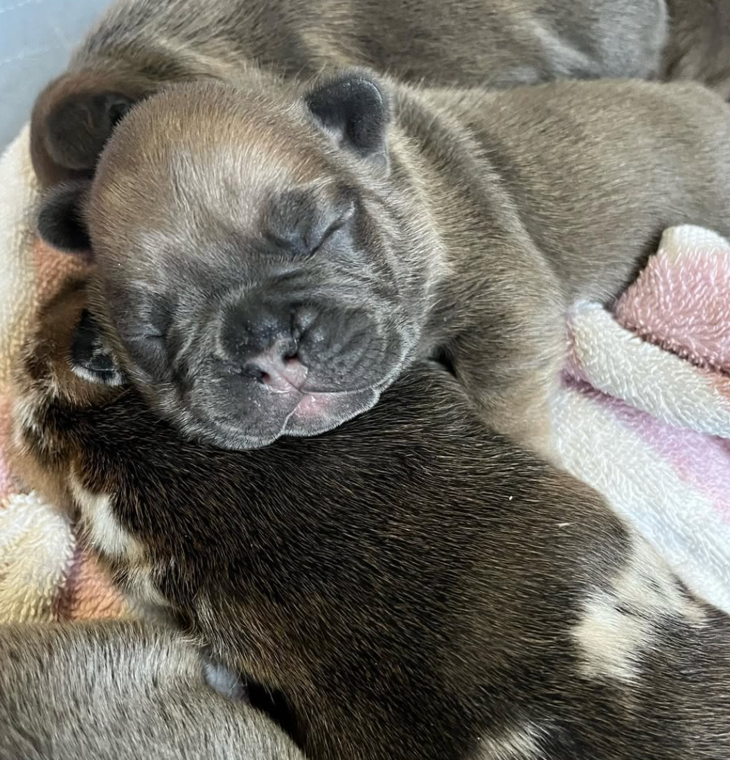 French Bulldog Puppy