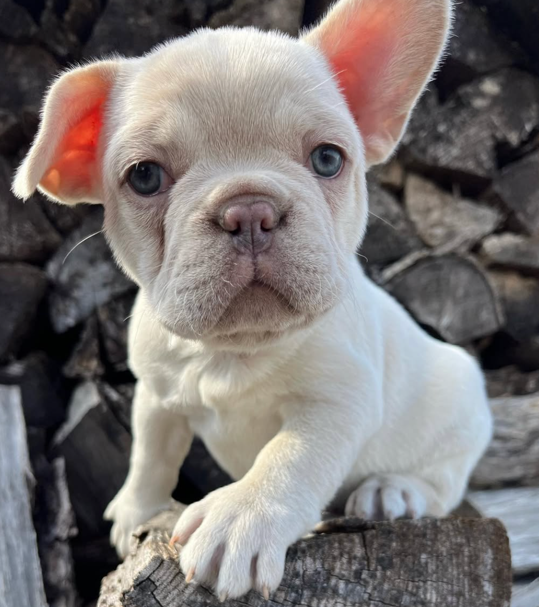 cream French Bulldog Puppy