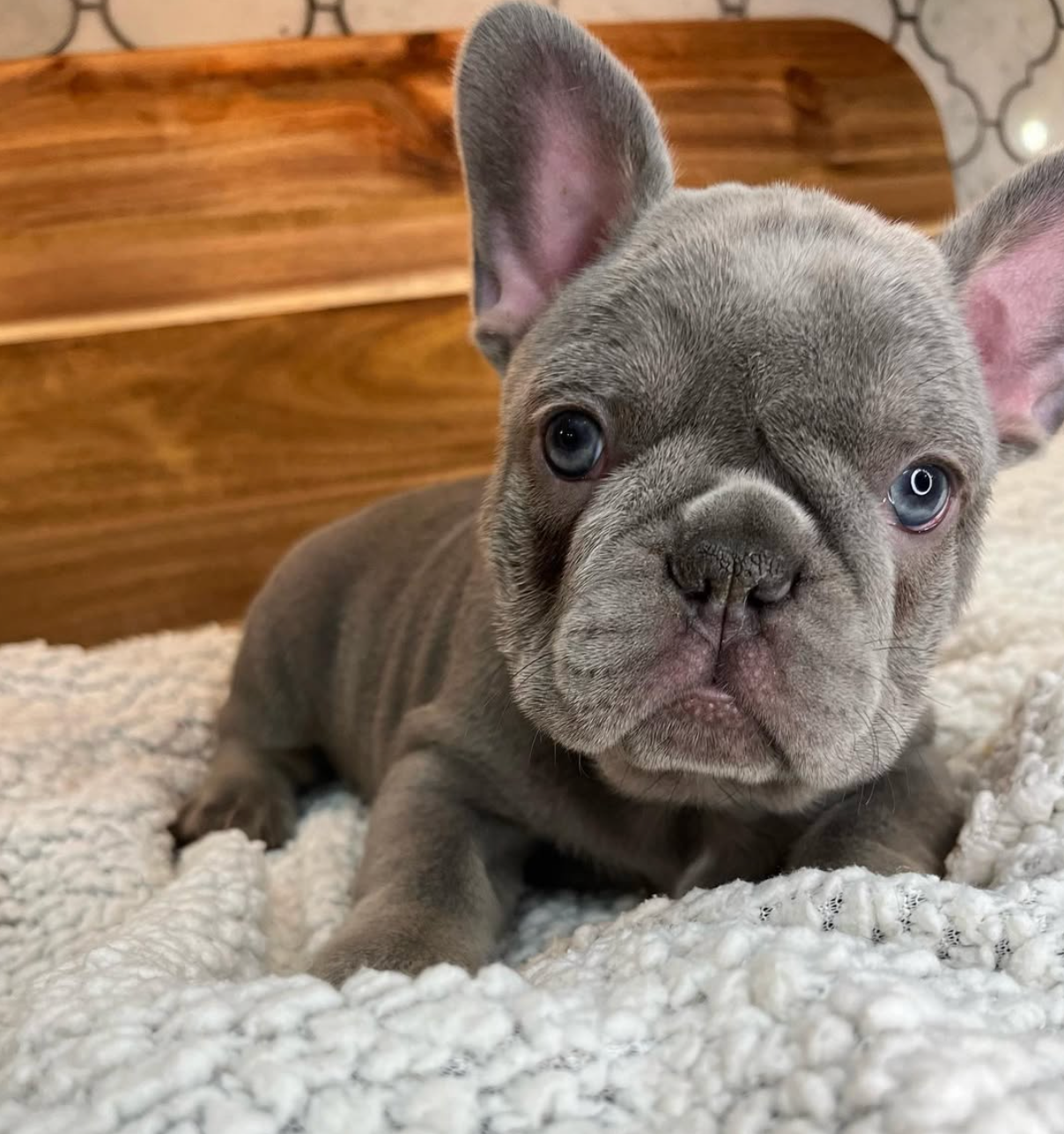 grey French Bulldog Puppy
