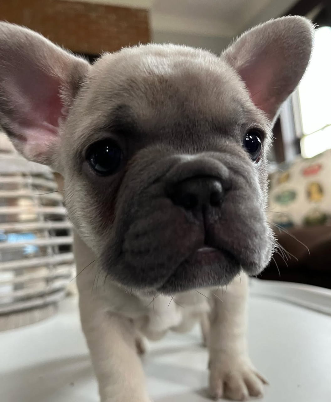fawn French Bulldog Puppy