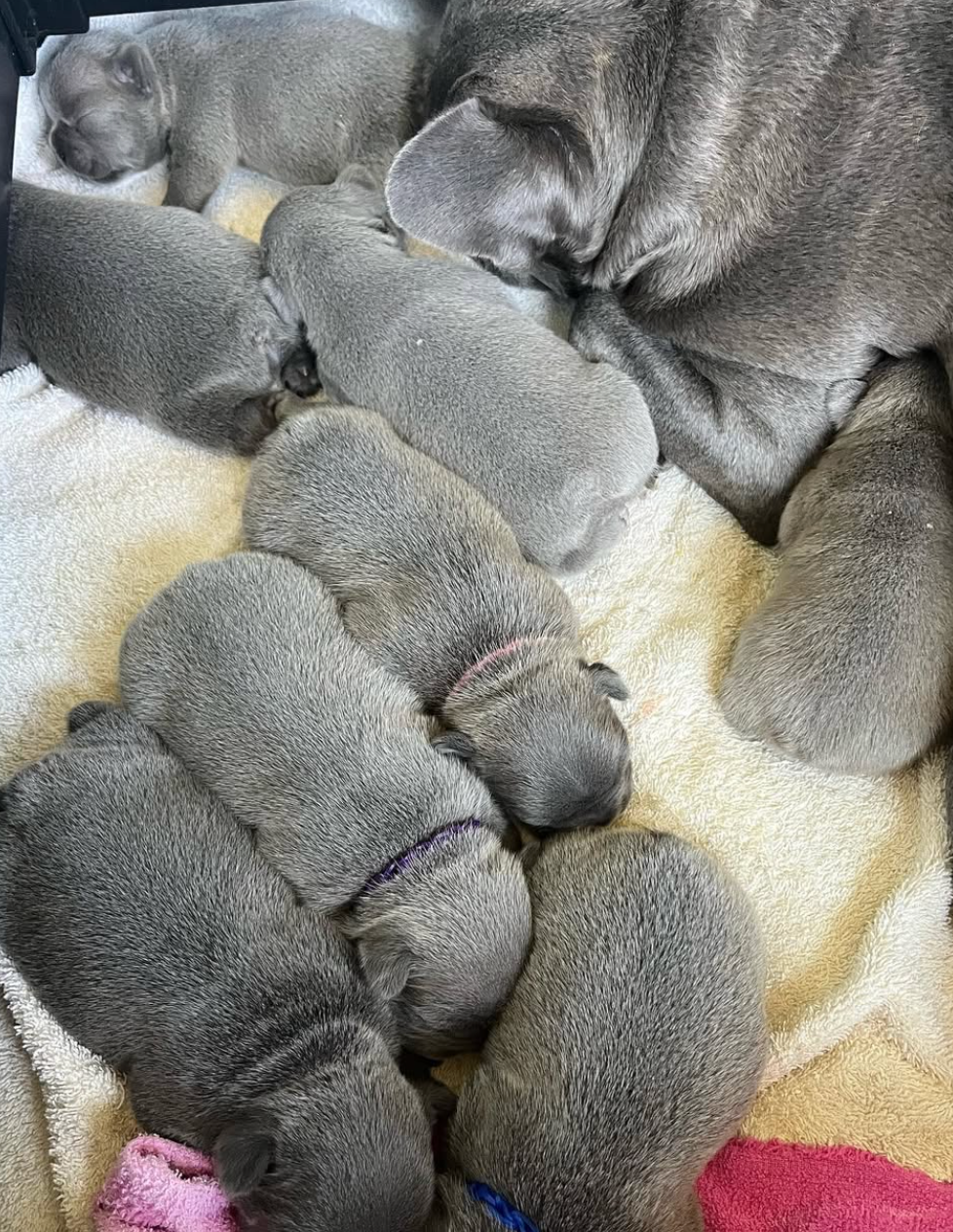 litter of grey french bulldog puppies