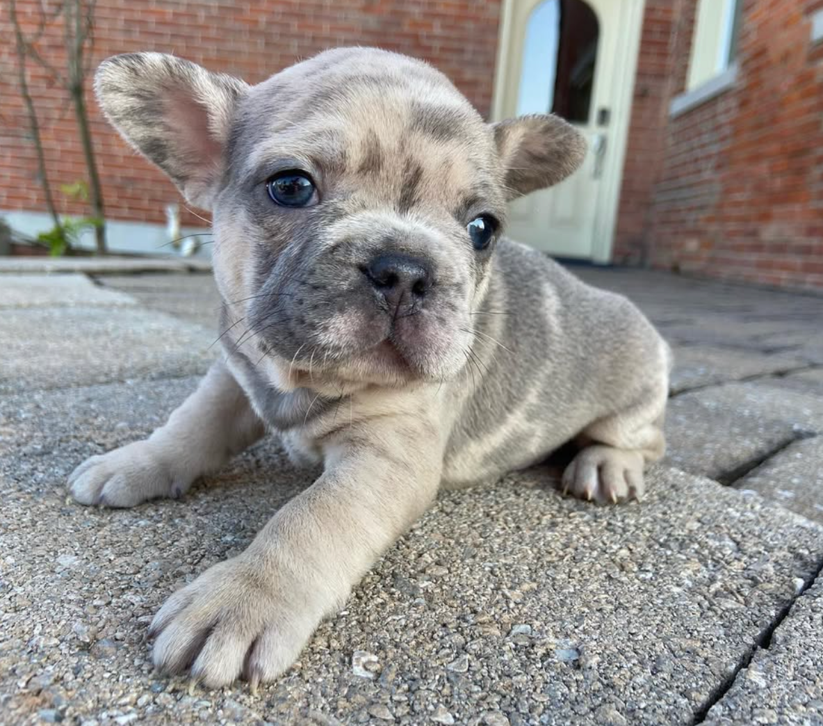 merle French Bulldog Puppy