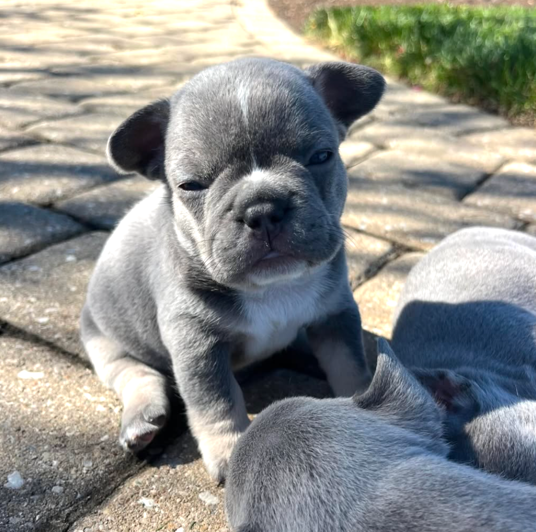 image of grey french bulldog puppy