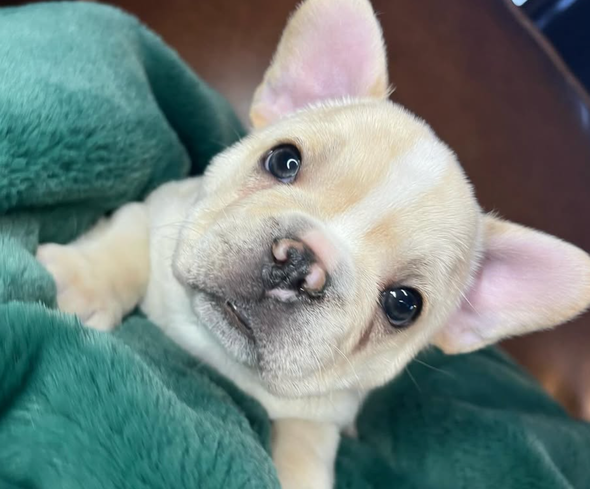 image of cream and white french bulldog puppy