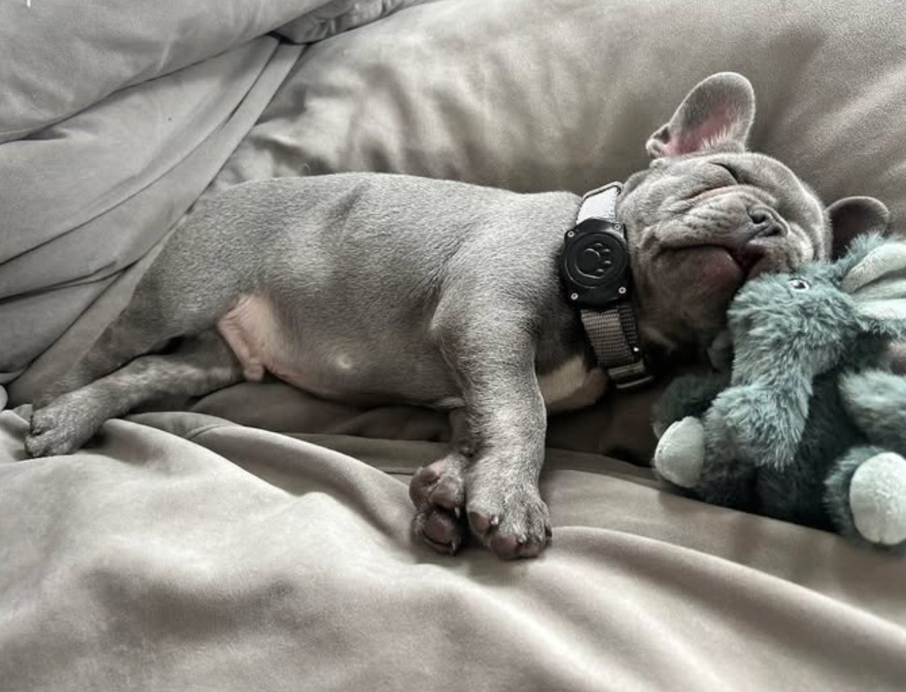 image of grey french bulldog puppy