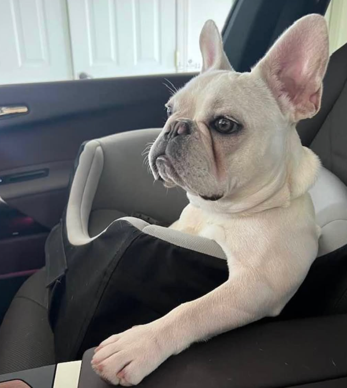 image of adult cream french bulldog