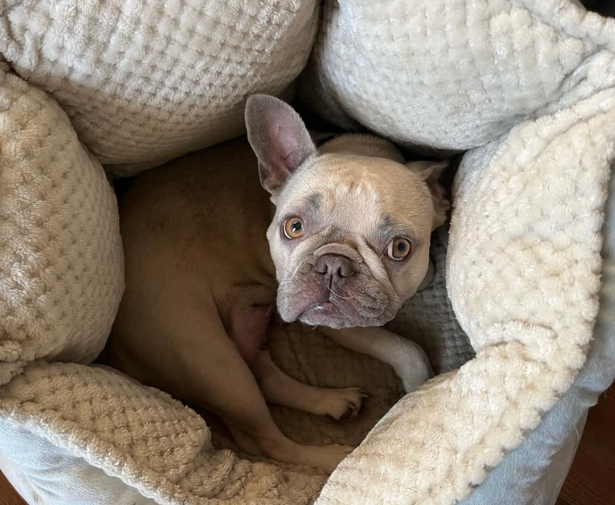 image of french bulldog in a fluffy bed