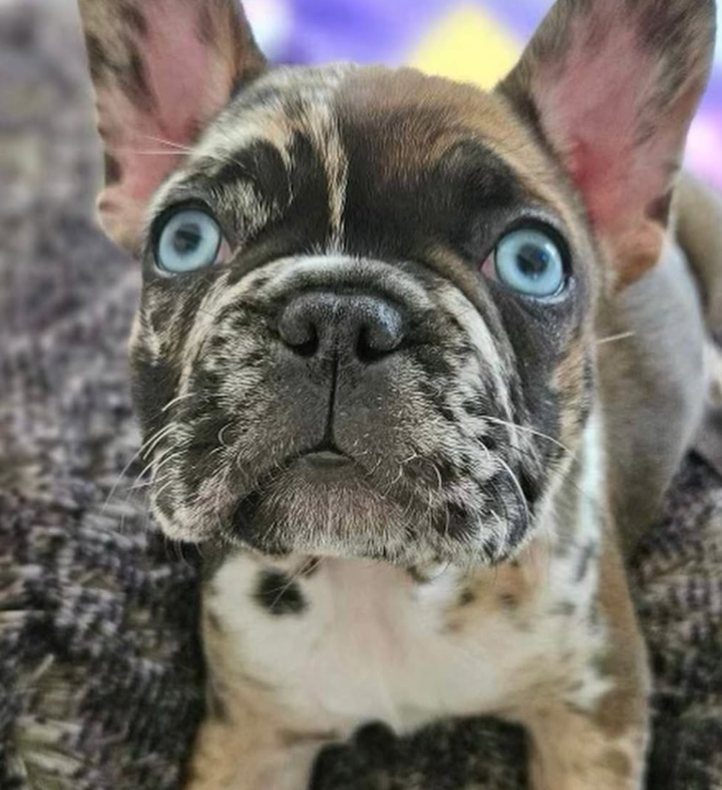 image of merle french bulldog puppy