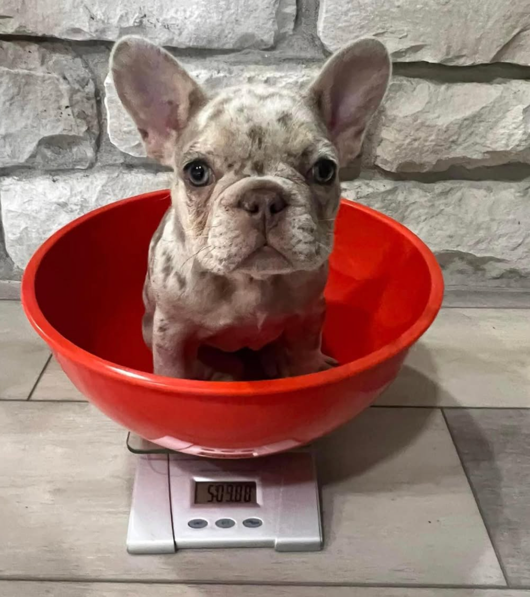Image of merle french bulldog mom