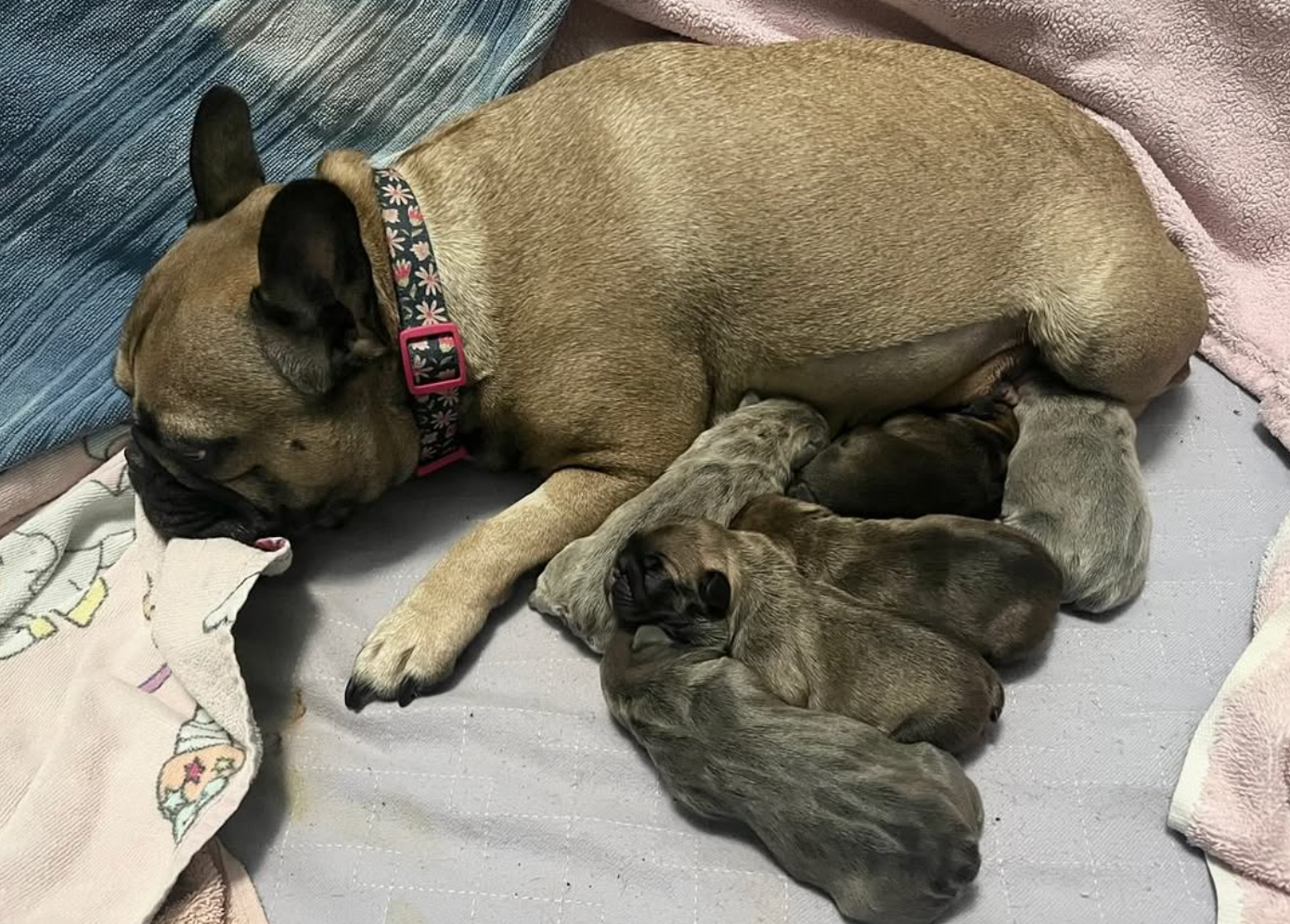 image of litter of french bulldog puppies and Mom