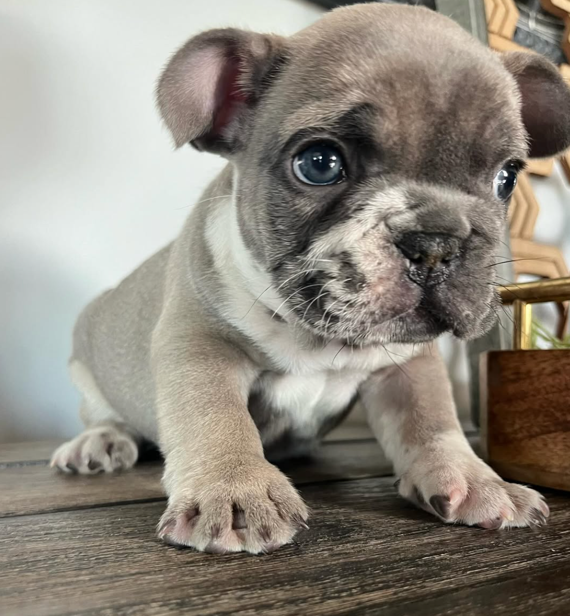 image of french bulldog puppy