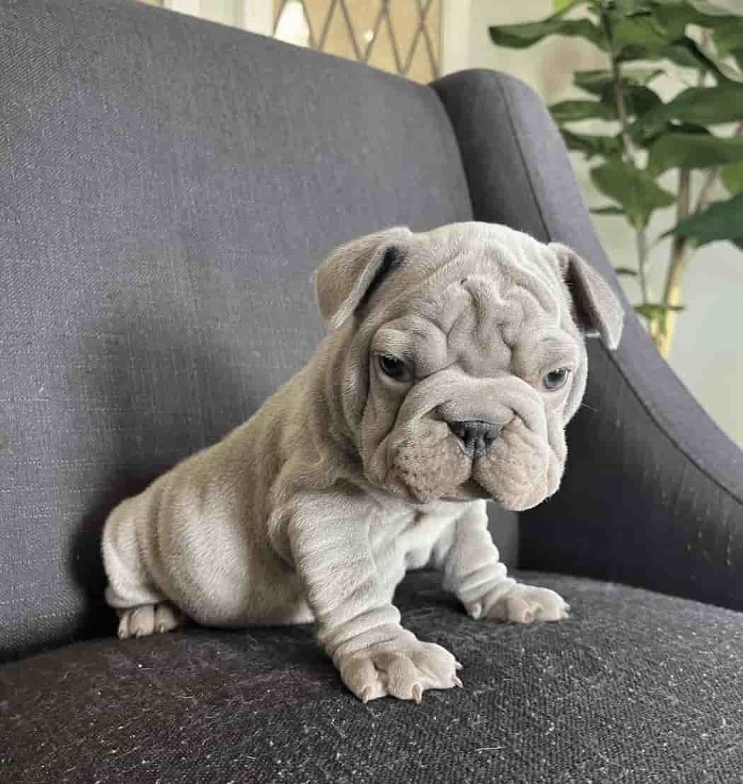 image of grey french bulldog puppy