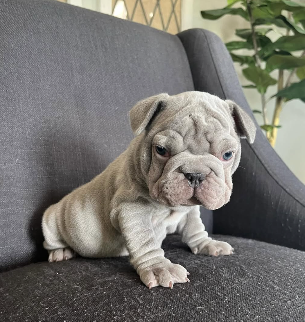 image of grey french bulldog puppy