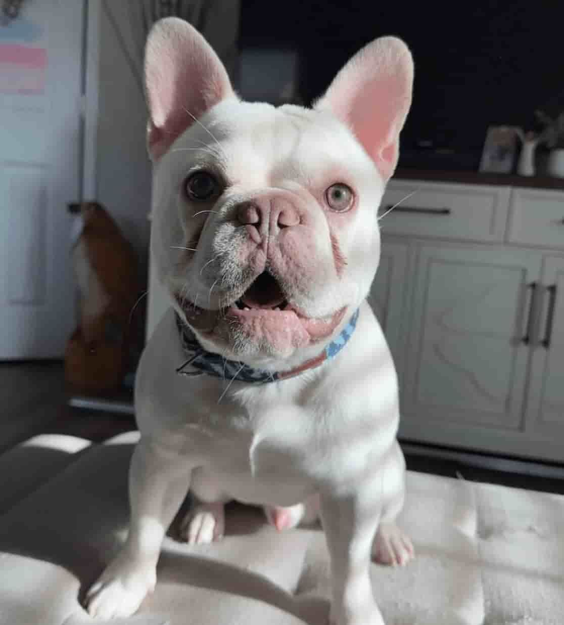 image of french bulldog stud