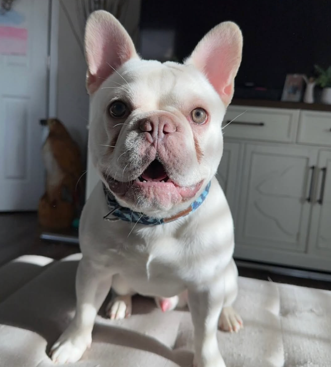 image of french bulldog stud
